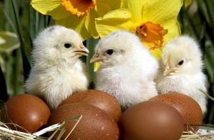 Oberza Ostoja Comida