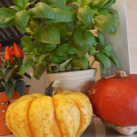 Pizza U Borysa Nourriture