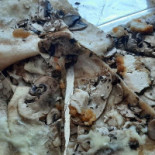 Da Grasso Dania