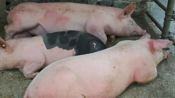 Zajazd U Rafala drink