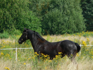 Zielony Dworek