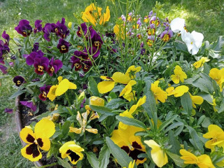 Hugo Yorck Palace Witaszyce